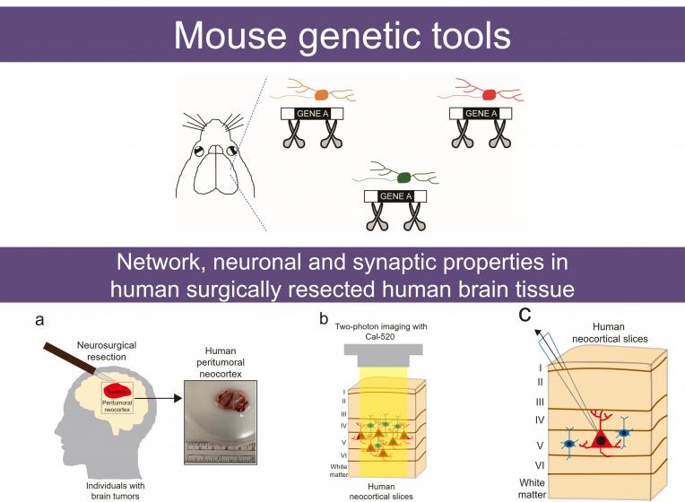 Mouse genetic tools Mouse genetic tools